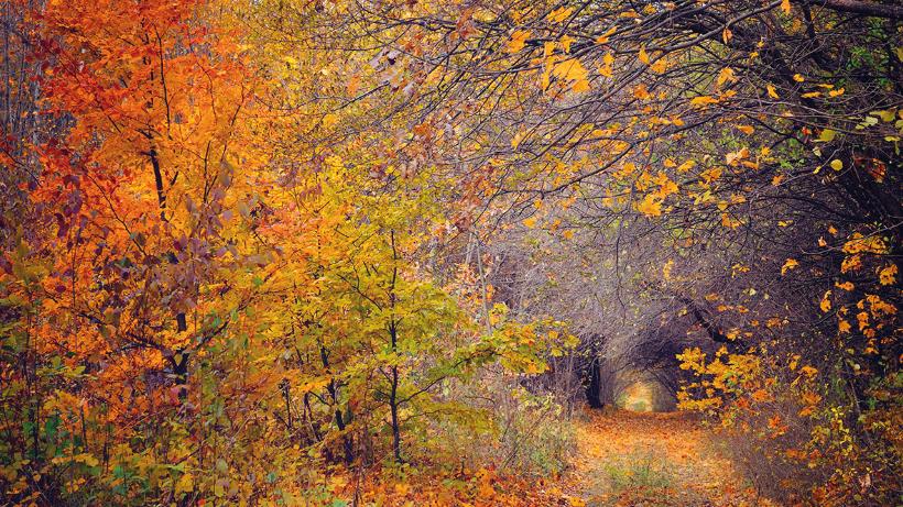 Weg durch den Herbstwald